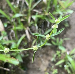 Spermacoce prostrata