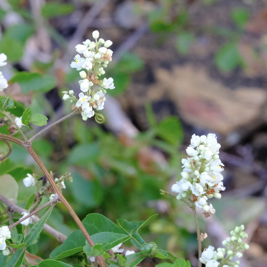 Serjania curassavica