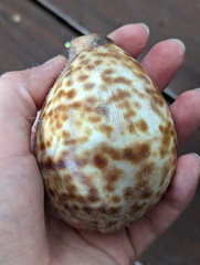Cypraea tigris