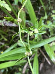 Spermacoce prostrata