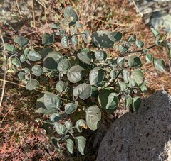 Physalis crassifolia