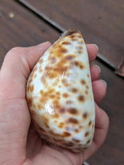 Cypraea tigris