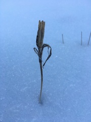 Iris missouriensis
