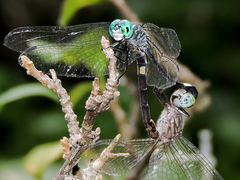 Micrathyria ocellata