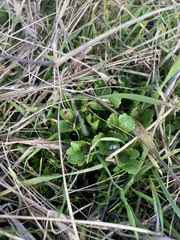 Sanicula arctopoides