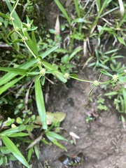 Spermacoce prostrata