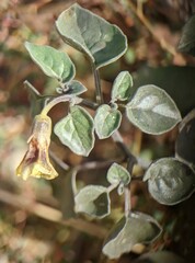 Physalis crassifolia