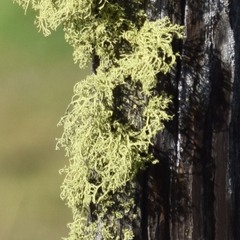 Letharia vulpina