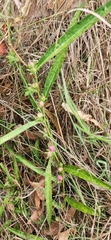 Eremophila debilis