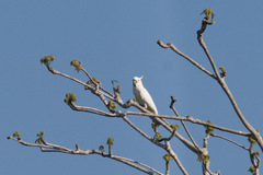 Cacatua sulphurea