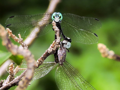 Micrathyria ocellata