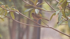 Pterorhinus perspicillatus
