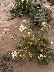 Chylismia claviformis