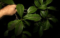 Planchonella chartacea