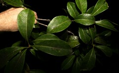 Planchonella chartacea