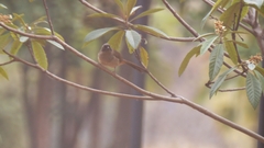 Pterorhinus perspicillatus