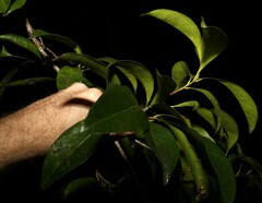 Planchonella chartacea