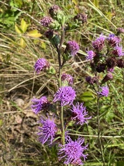 Liatris novae-angliae