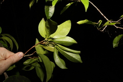 Planchonella chartacea