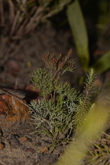 Stirlingia simplex