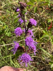 Liatris novae-angliae