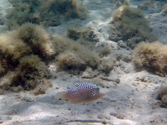 Canthigaster jactator