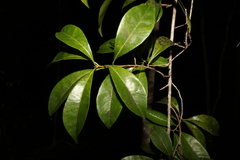 Planchonella chartacea