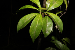 Planchonella chartacea