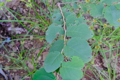 Phyllanthus botryanthus