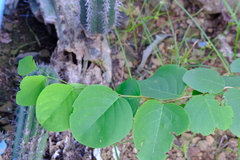 Phyllanthus botryanthus