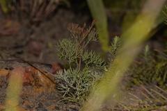 Stirlingia simplex