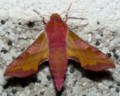 Deilephila porcellus