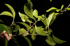 Planchonella chartacea