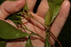 Planchonella chartacea