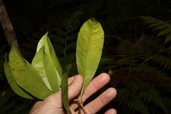 Planchonella chartacea