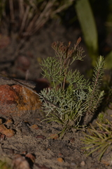 Stirlingia simplex