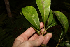 Planchonella chartacea