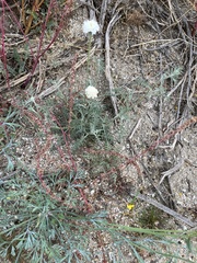 Chaenactis stevioides