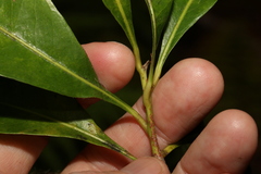 Planchonella chartacea