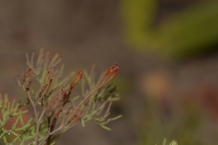 Stirlingia simplex
