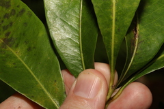 Planchonella chartacea