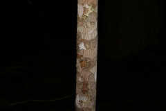 Planchonella chartacea