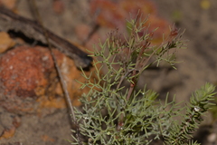 Stirlingia simplex