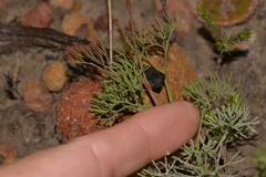 Stirlingia simplex