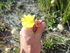 Oenothera stricta