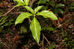 Cissus sterculiifolia