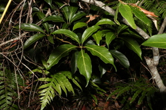 Cissus sterculiifolia