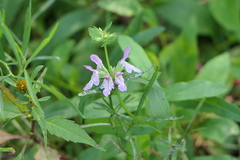 Stachys hyssopifolia
