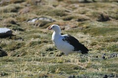 Oressochen melanopterus