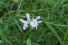 Stachys hyssopifolia